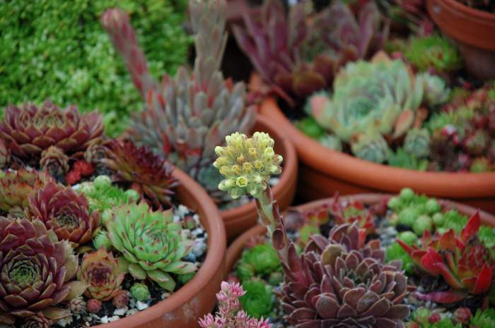 Sempervivum Dachwurz Hauswurz